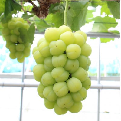 岡山県産　桃太郎ぶどう1房(約500g)(クール便)