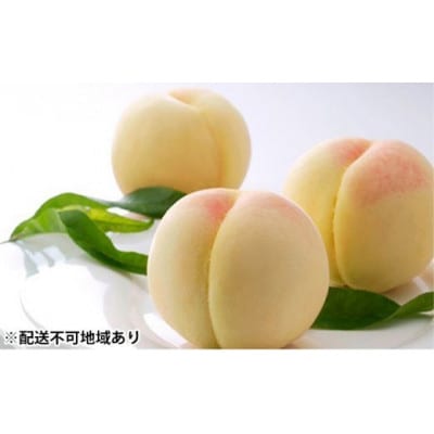 岡山の白桃(晩生種)大玉3玉