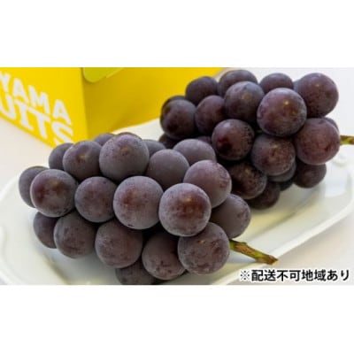 ご家庭用　岡山県産ニューピオーネ(クール便)約1.2kg