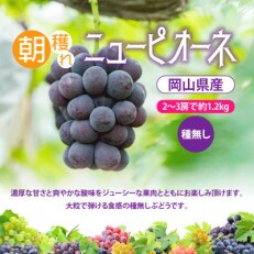 【岡山県】朝採りニューピオーネ　1.2kg(2～3房)