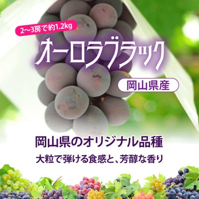 【岡山県】朝採れオーロラブラック 約1.2kg(2～3房)