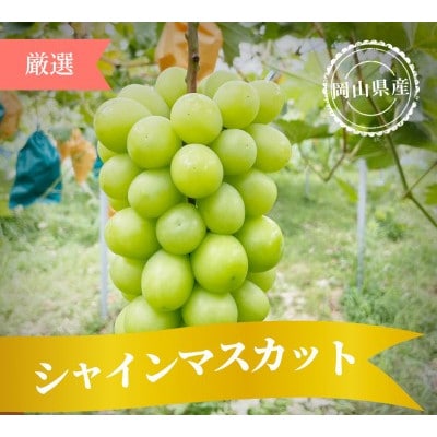 【2025年発送】朝採り直送!さつきぶどう園シャインマスカット1房 600g前後【フルーツ王国岡山】