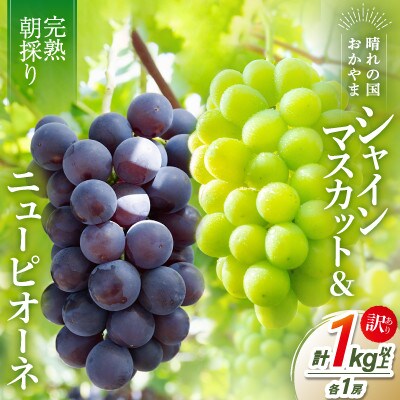 2026年発送【完熟朝採り】訳あり シャインマスカット&ニューピオーネ 各1房