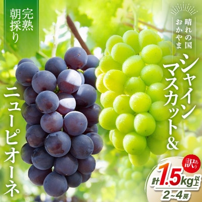 2026年発送【完熟朝採り】訳あり シャインマスカット&ニューピオーネ 合計1.5kg以上