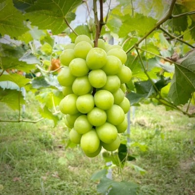 2026年発送【完熟朝採り】訳あり シャインマスカット 2.0kg以上