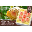 【2026年発送】岡山県産　白桃(晩生種)約2.2kg(大玉6～7玉)