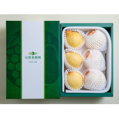 【2025年発送】ヤーリー 3kg 贈答箱 5～10玉(YR-30)