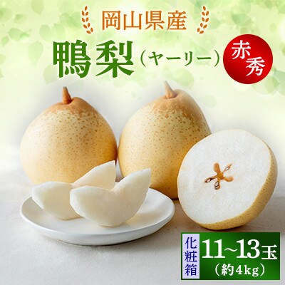 【2025年発送】ヤーリー4kg 化粧箱 11～13玉(YRK-40)