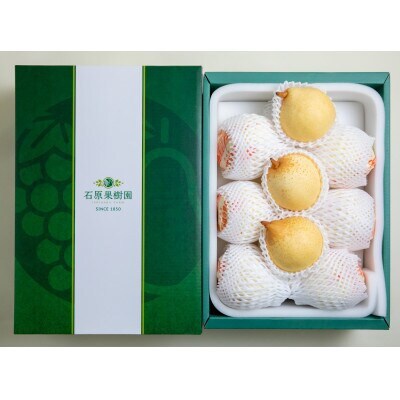 【2025年発送】ヤーリー4.5kg 贈答箱 6～12玉(YR-45)