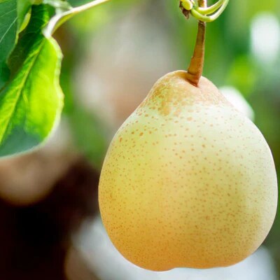 【2025年発送】ヤーリー4.5kg 贈答箱 6～12玉(YR-45)