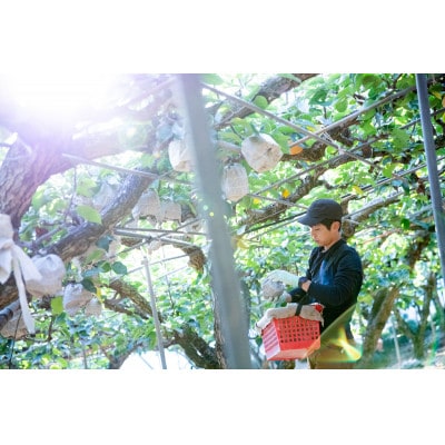 あたご梨 1玉 贈答箱 赤秀 約900g玉(A1-09)