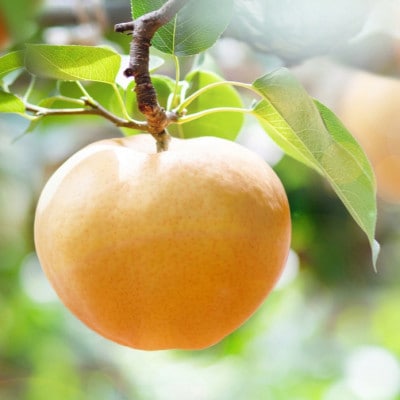 あたご梨 1玉 贈答箱 赤秀 約1.2kg玉(A1-12)