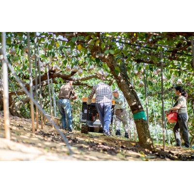 あたご梨 1玉 贈答箱 赤秀 約1.2kg玉(A1-12)