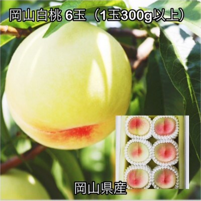 【2026年発送】岡山県産 岡山白桃6玉(1玉300g以上)化粧箱入り