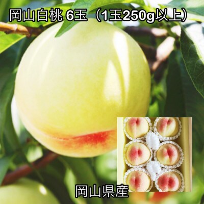 【2026年発送】岡山県産 岡山白桃6玉(1玉250g以上)化粧箱入り