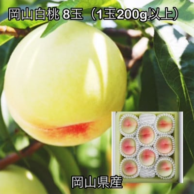 【2026年発送】岡山県産 岡山白桃 8玉 (1玉200g以上)化粧箱入り