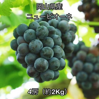 【2026年発送】岡山県産 ニュー ピオーネ 4房(約2kg)