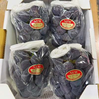 【2026年発送】岡山県産 ニュー ピオーネ 4房(約2kg)