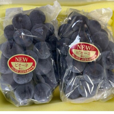 【2026年発送】岡山県産 ニュー ピオーネ 2房 (約940g)化粧箱入り