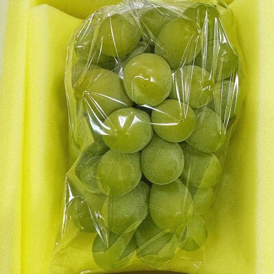 【2026年発送】岡山県産 マスカットオブアレキサンドリア 1房 赤秀 (550g以上)　化粧箱入り