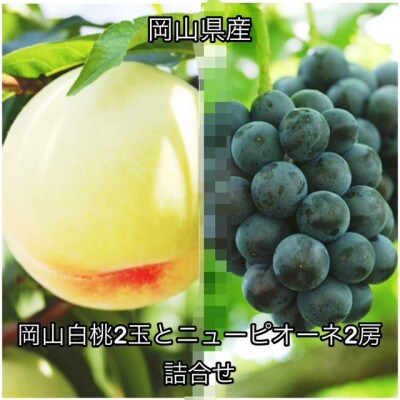 【2026年発送】岡山県産 岡山白桃2玉とニューピオーネ2房 詰合せ　化粧箱入り