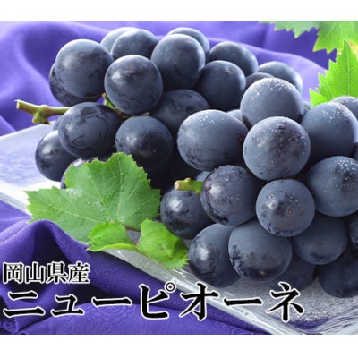 岡山県産 2026年 ニューピオーネ 約500g×2房 種無し