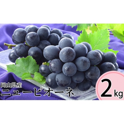 岡山県産 2026年 ニューピオーネ 約2kg 3～6房 種無し