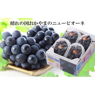 岡山県産 2026年 ニューピオーネ 約2kg 3～6房 種無し