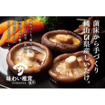 味わい椎茸　約1.8kg