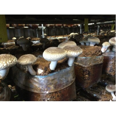 味わい椎茸　約1.8kg