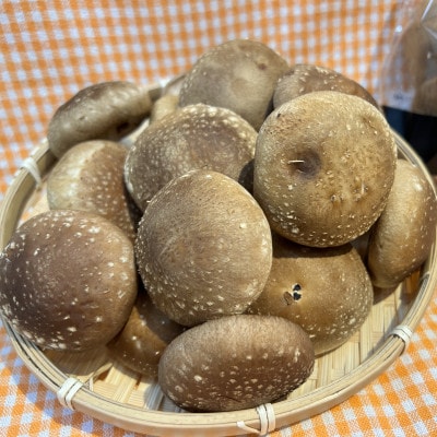 味わい椎茸　約1.8kg