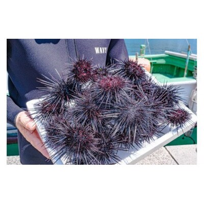 さざえウニ 4本セット 30g 長門市 (1067)
