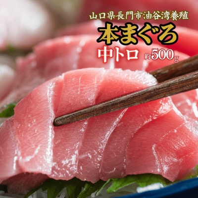 油谷産養殖本マグロ　中トロ柵　500g(1274)