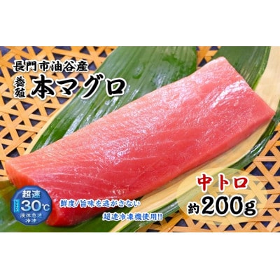 油谷産養殖本マグロ　中トロ柵　200g(1087)
