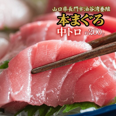 油谷産養殖本マグロ　中トロ柵　200g(1087)