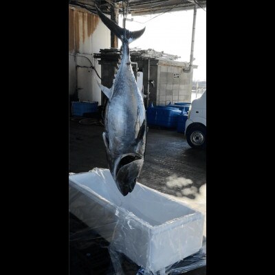 油谷産養殖本マグロ　赤身柵　約300g(1095)