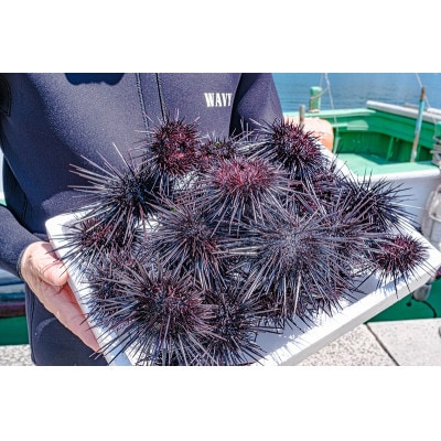 瓶詰めウニ 60g×6本 合計360g (1616)