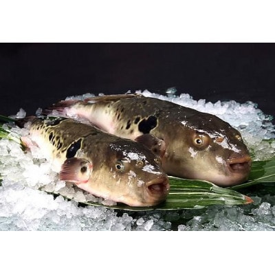 【配達日指定品】【冷蔵】とらふぐ身欠き1.5〜1.6kg 干ひれ付※お礼品詳細を必ずご確認下さい