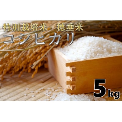 特別栽培米穂垂米コシヒカリ(精米)5kg