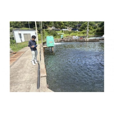 <新規格>鳥取県産活〆「境港サーモン」(定塩・塩鮭切り身)合計約1.5kg