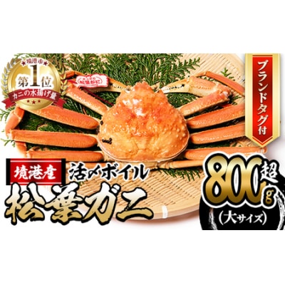 活〆ボイル松葉蟹(大)タグ付(約800g)【11月中旬から順次発送】