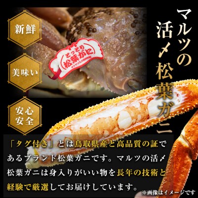 活〆ボイル松葉蟹(大)タグ付(約800g)【11月中旬から順次発送】