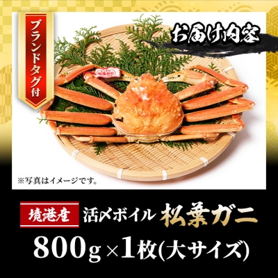 活〆ボイル松葉蟹(大)タグ付(約800g)【11月中旬から順次発送】