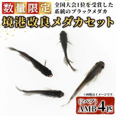 <数量限定>境港改良メダカセット(4匹・2ペア)