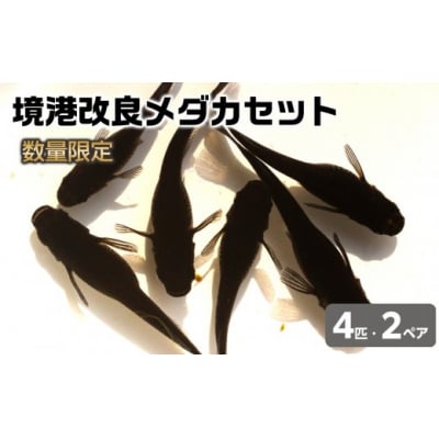 <数量限定>境港改良メダカセット(4匹・2ペア)