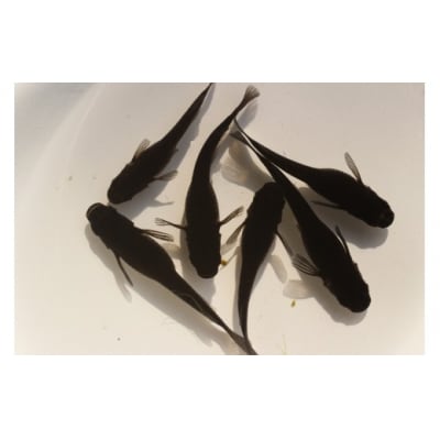 <数量限定>境港改良メダカセット(4匹・2ペア)