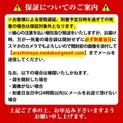 <数量限定>境港改良メダカセット(4匹・2ペア)