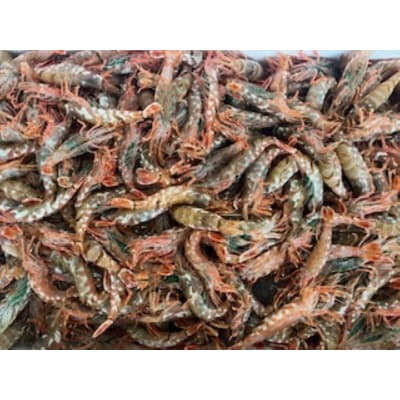 モサエビ(約500g)【3月10日-4月20日配送】