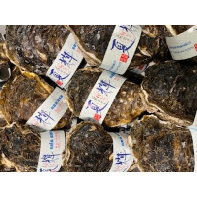<平日着>【先行予約!6月中旬～7月上旬頃順次配送】<数量限定>今が旬!天然岩牡蠣(5～6個)