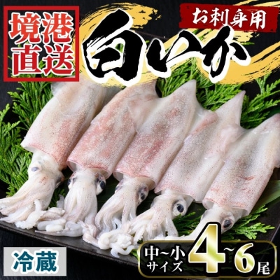 お刺身用白いか(中小サイズ/4-6尾)【7月1日-9月10日配送】